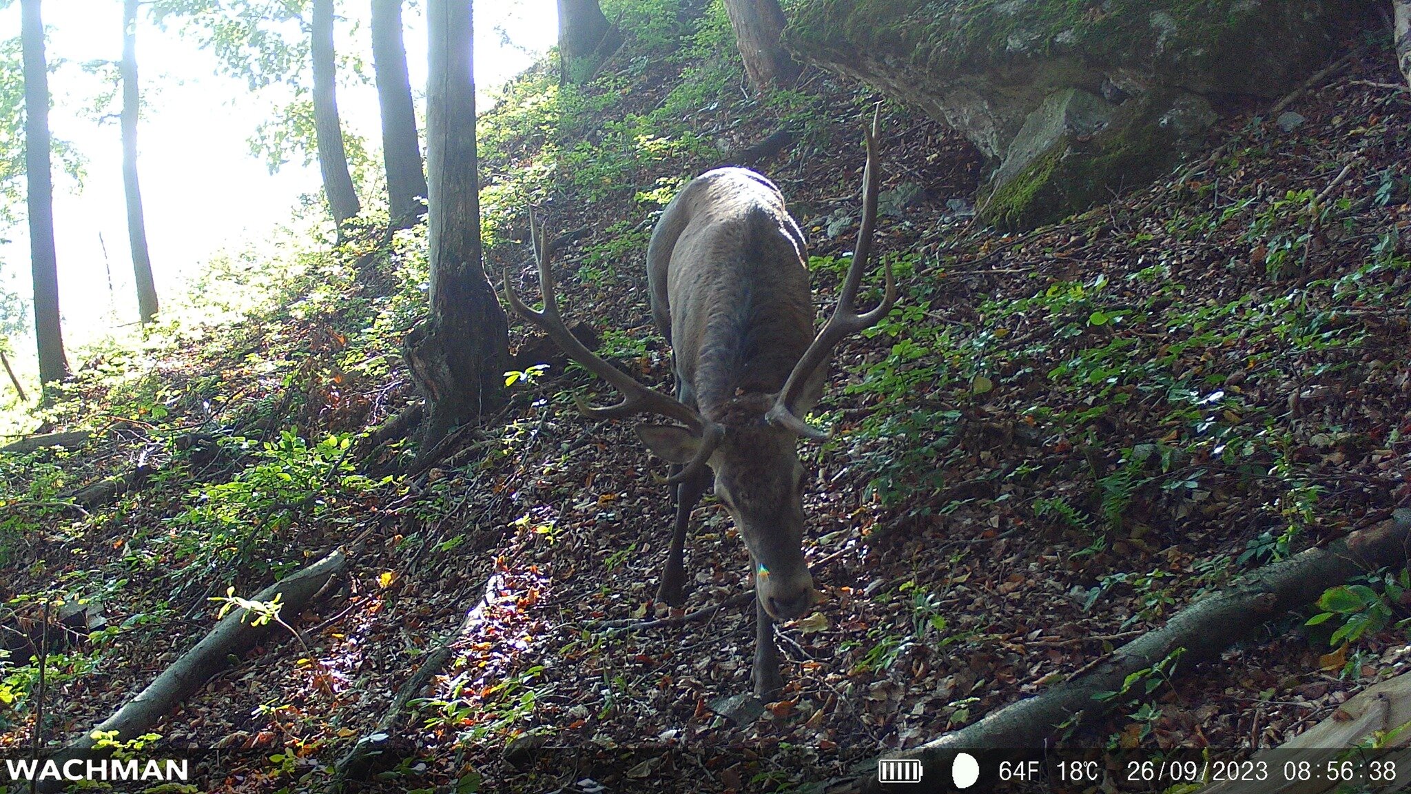 Wildlife captured by Wachman