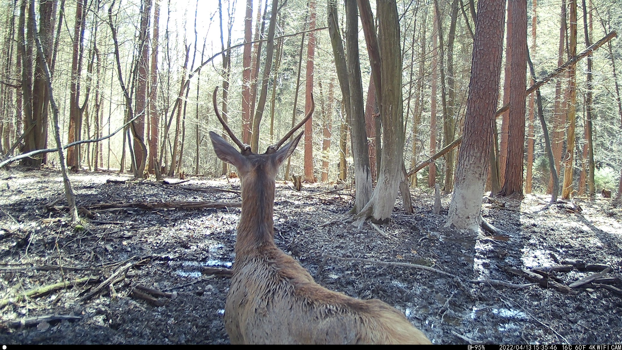 Wildlife captured by Wachman